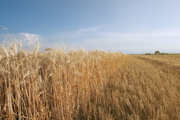 Golden wheat field with blue sky in background