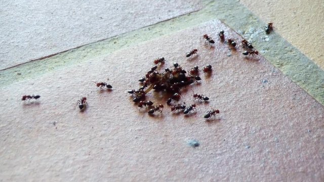 fourmis autour d'un insecte mort