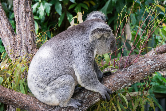 Kleiner Koala auf einem Ast