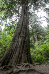 Old Growth Western Red Cedar