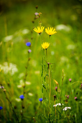 green leaves on a bed of green bush