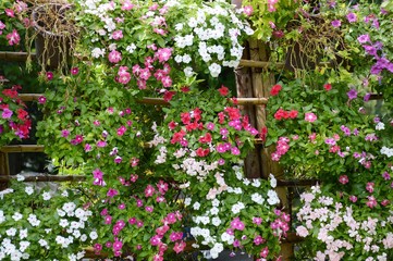 Catharanthus roseus flower in nature garden