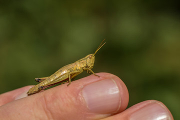 Grashüpfer auf der Hand