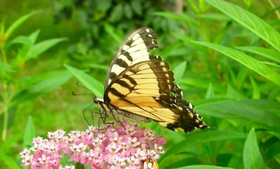 Obraz na płótnie Canvas Swallowtail Butterfly Walking on Milkweed