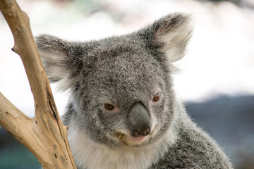 Koalabär Kopf
