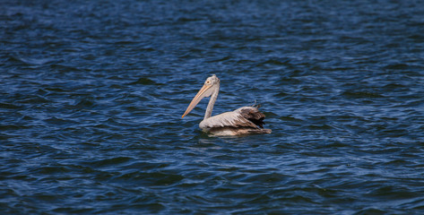 Spot-billed pelican( Pelecanus philippensis)