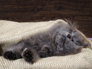 Kitten fast asleep in a blanket. Grey Cat, Fluffy, Fold