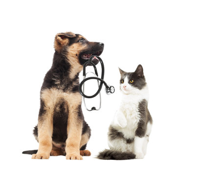 puppy vet and cat and stethoscope