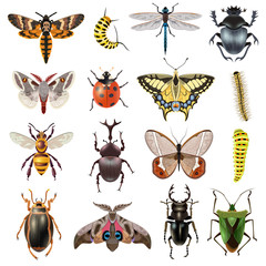  Insects Icons Set © Macrovector