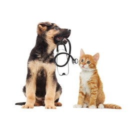 puppy vet and cat and stethoscope