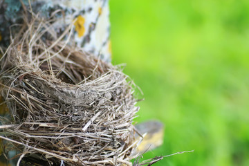bird nest in nature