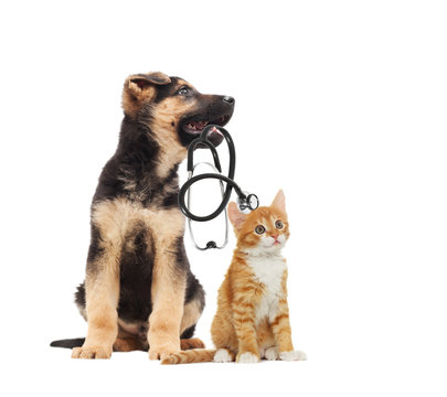 puppy vet and cat and stethoscope