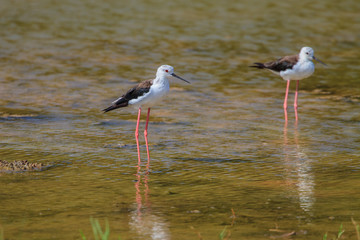 Black-winged Stilt (Himantopus himantopus)