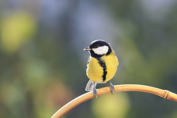  bird with a yellow breast perched on a branch in Sunny day