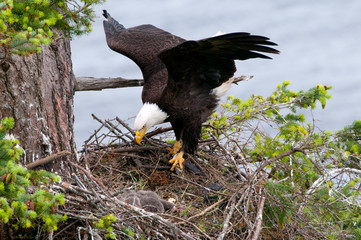 Bald Eagle Arriving at the nest, with open wings. British Columbia, Canada