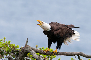 Bald Eagle Screaming, British Columbia, Canada