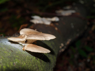 Грибы выросли на сыром замшелом стволе поваленного дерева