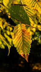 Colorful leaves on a tree