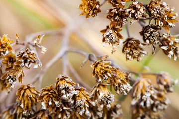 Close-up Fresh plant on brown background.Abstract texture.