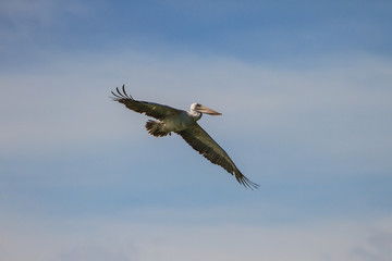 Spot-billed pelican( Pelecanus philippensis)