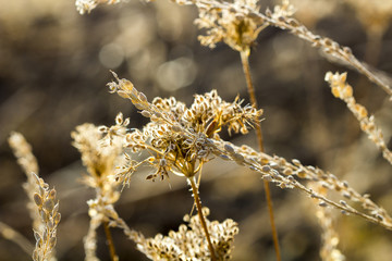 Close-up Fresh plant on brown background.Abstract texture.