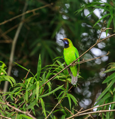 Golden-fronted leafbird on the branch