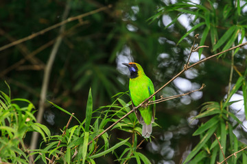 Golden-fronted leafbird on the branch