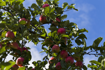Apples on a tree branch on a background of green foliage