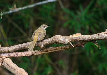 Streak-eared Bulbul (Pycnonotus blanfordi) in nature
