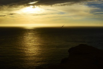 Fototapeta premium Sunset with a bird in west Iceland