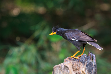 white vented myna on nature background