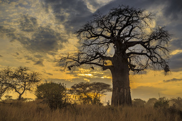 Fototapeta na wymiar Baobab Tree at Sunset, Tanzania