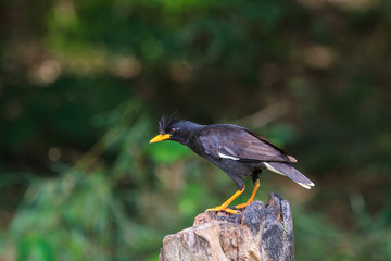 white vented myna on nature background