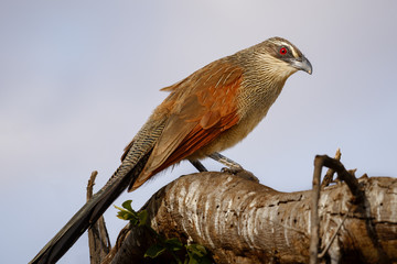 Whitebrowed Coucal, Tanzania
