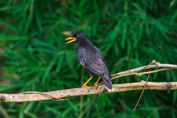 white vented myna on nature background