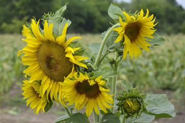 Sunflower in a cornfield.