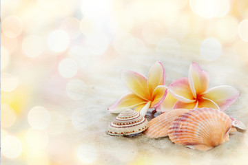 Seashell on sandy beach in summer with bokeh light  background