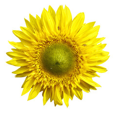 Yellow Sunflower Isolated on white Background