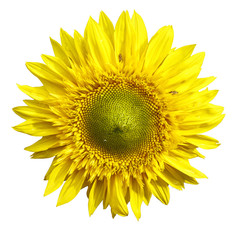 Fototapeta premium Yellow Sunflower Isolated on white Background