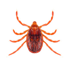 The brown dog tick or Rhipicephalus sanguineus or kennel tick or pan-tropical dog tick is a species...