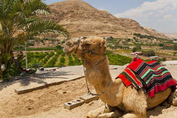 Wielbłąd na pustyni