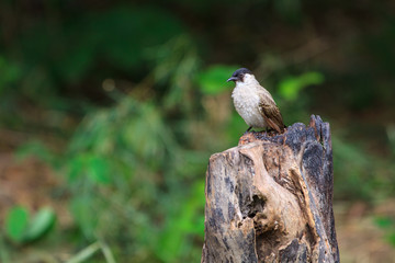 Beautiful bird Sooty headed Bulbul