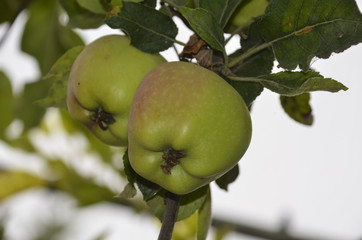 Fresh green apple on the tree garden.