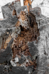 Fototapeta na wymiar Close on a tree trunk cut in half with a porous interior. Inside a tree trunk.
