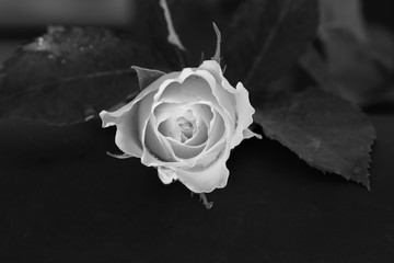 fiore di rosa in bianco e nero