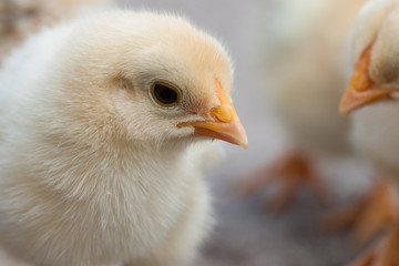 Chick