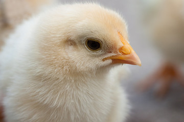 Chick