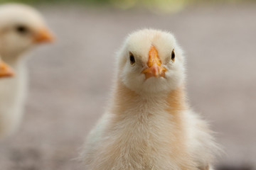 Chick