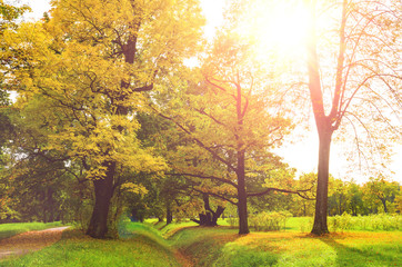 Fototapeta premium colorful autumn leaves on trees in park at sunset