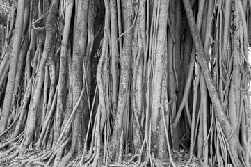 Old ancient tree with long roots that start at the top of the branches to the ground. Tree with a thick trunk, very large and full of roots that creep along the ground searching for nutrients.